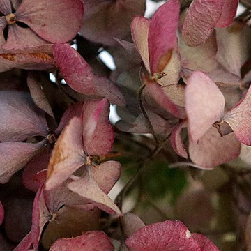 Trockenblumen aus dem Garten 