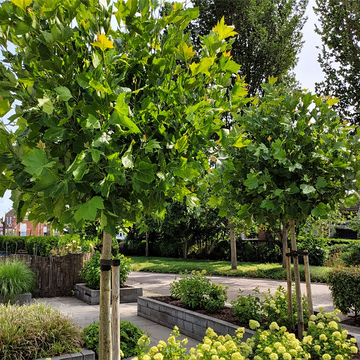 Hoe snoei je een bolboom?