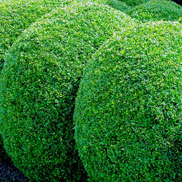 buxus vervanger