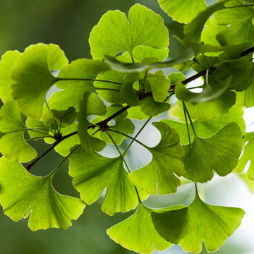 Was sind die winterh&auml;rtesten B&auml;ume f&uuml;r Ihren Garten?