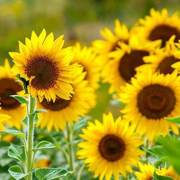 Den Garten auf die Hitze vorbereiten: wie macht man das?