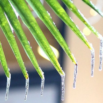 Wie beschütze ich meine palme oder meinen olivenbaum gegen frost?