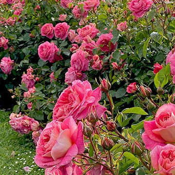 Gartenrosen schneiden: wann und wie?