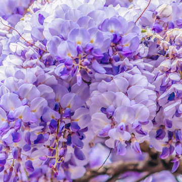 Wie schneidet man den blauregen?