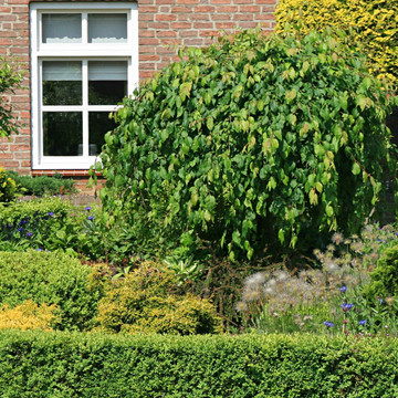Hoe snoei je een bolboom?