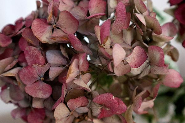 Bloemen drogen uit eigen tuin