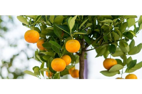 Obstbäume und -Pflanzen für den Balkon