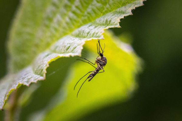 Planten tegen muggen en ander ongedierte