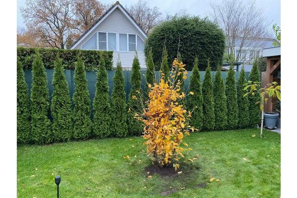 Hecke pflanzen