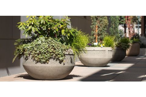 Vaste planten in pot
