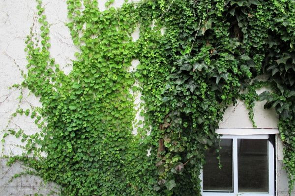 De voordelen van klimplanten op een rij