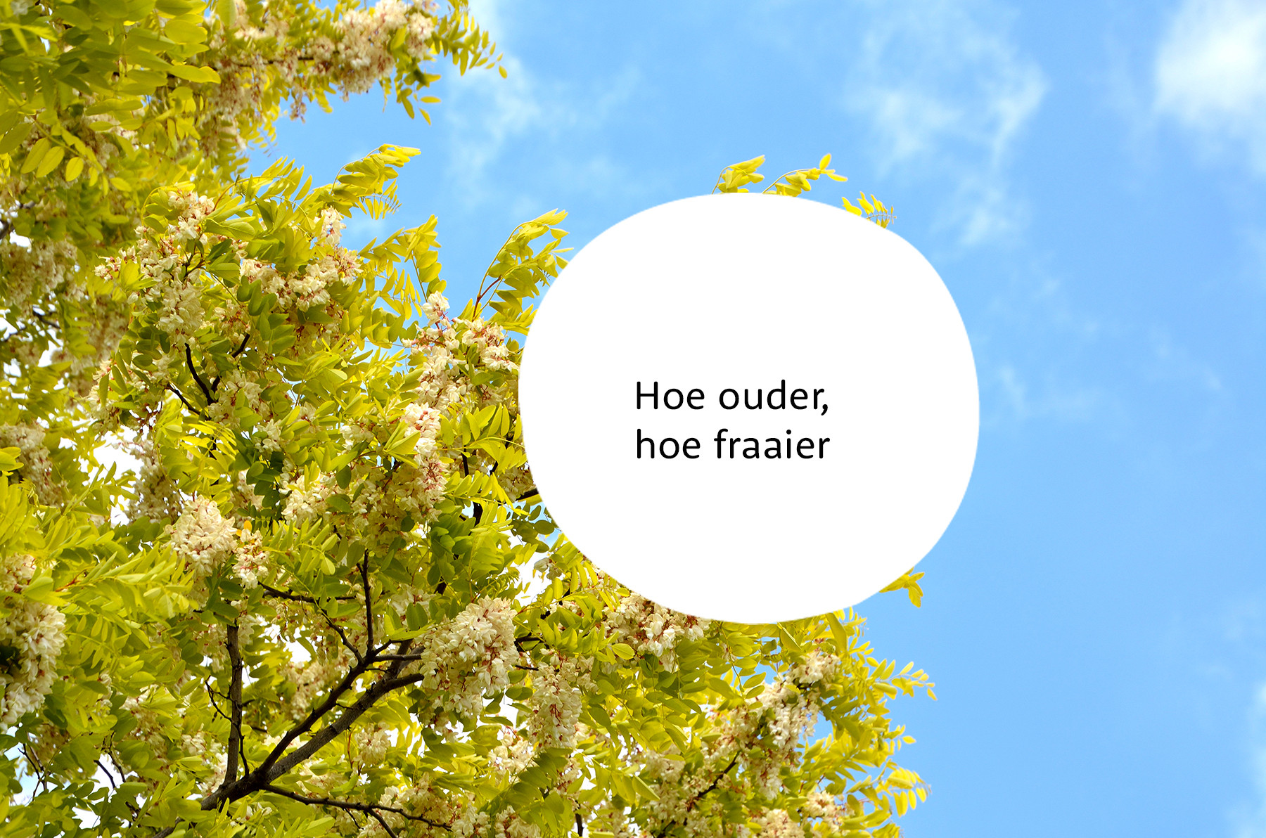 Acacia familie