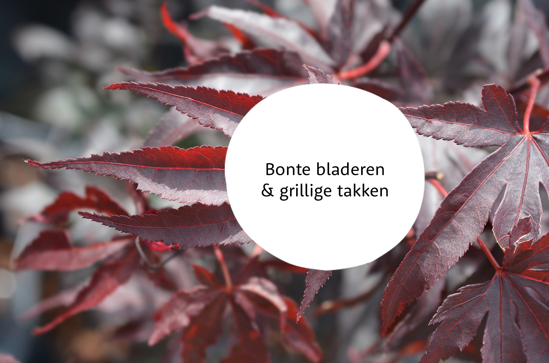 Acer familie