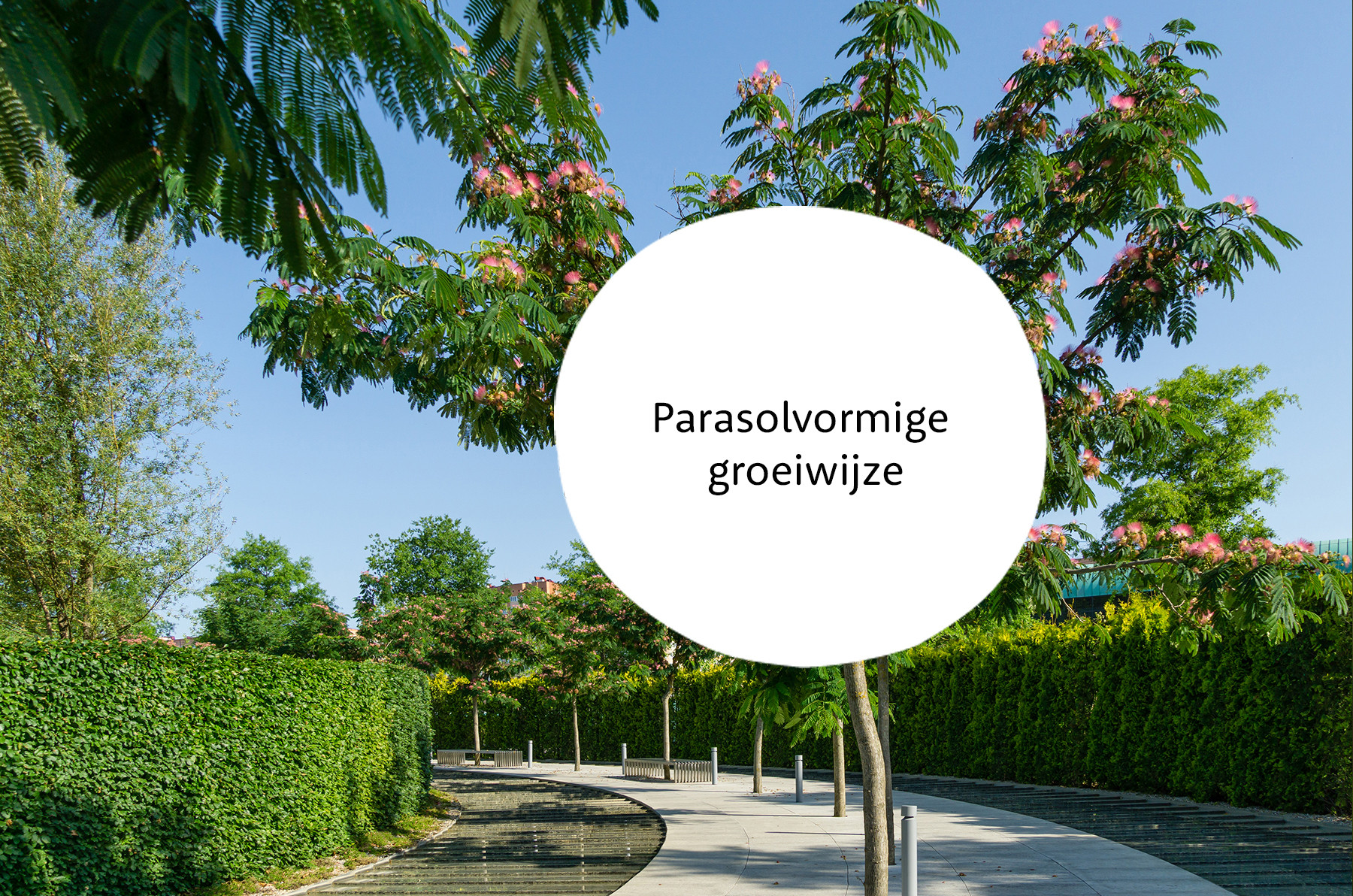 Albizia familie