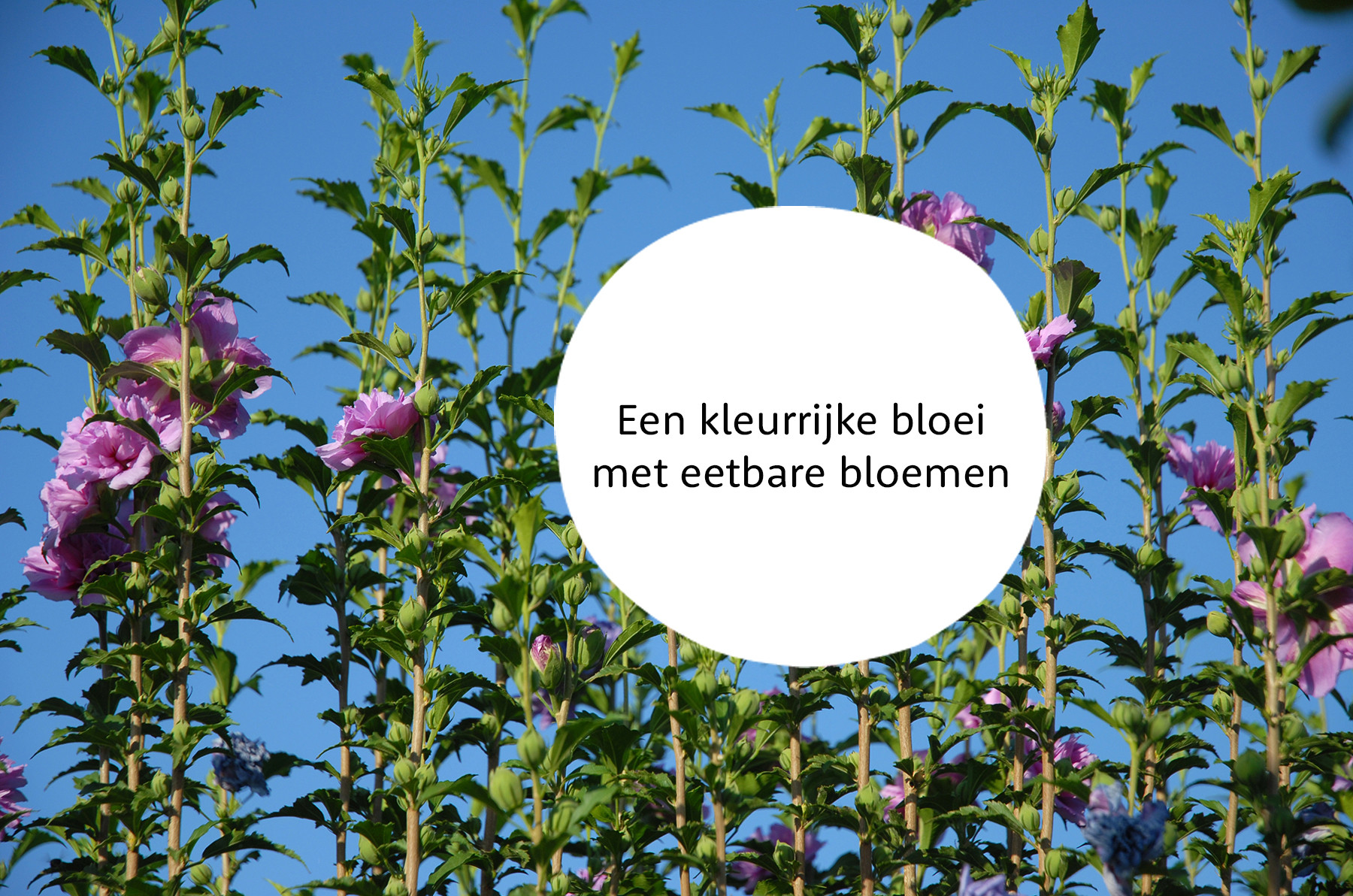 Altheastruik familie