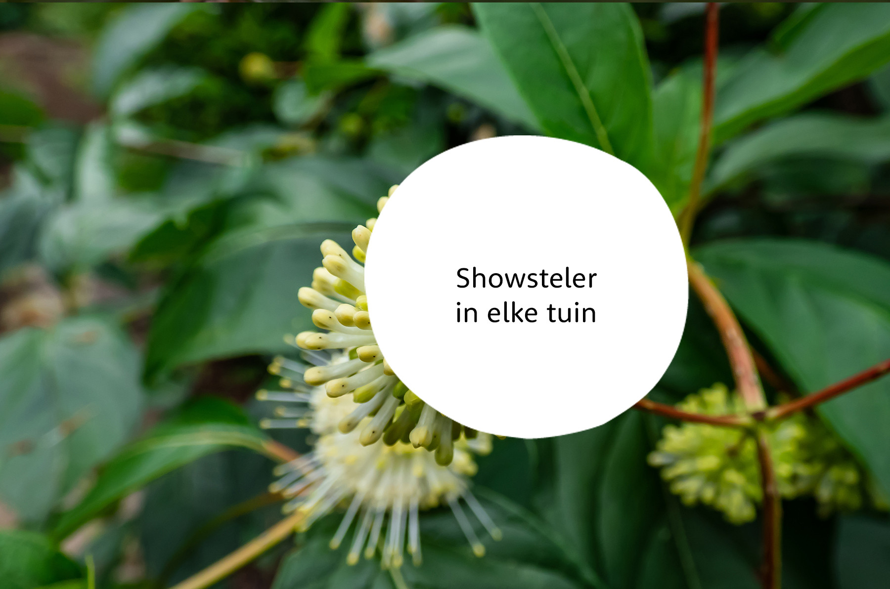 Cephalanthus familie