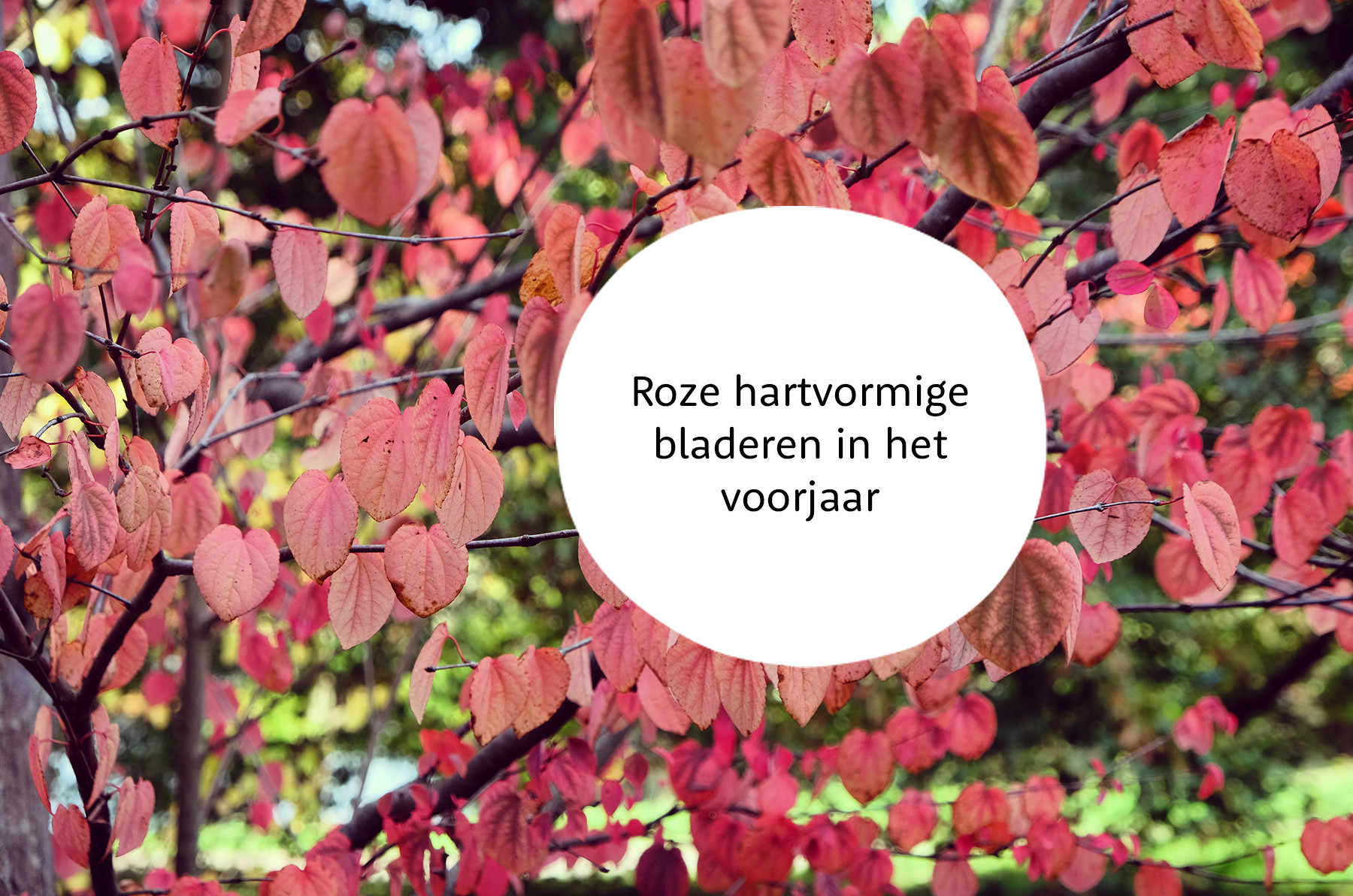 Cercidiphyllum familie