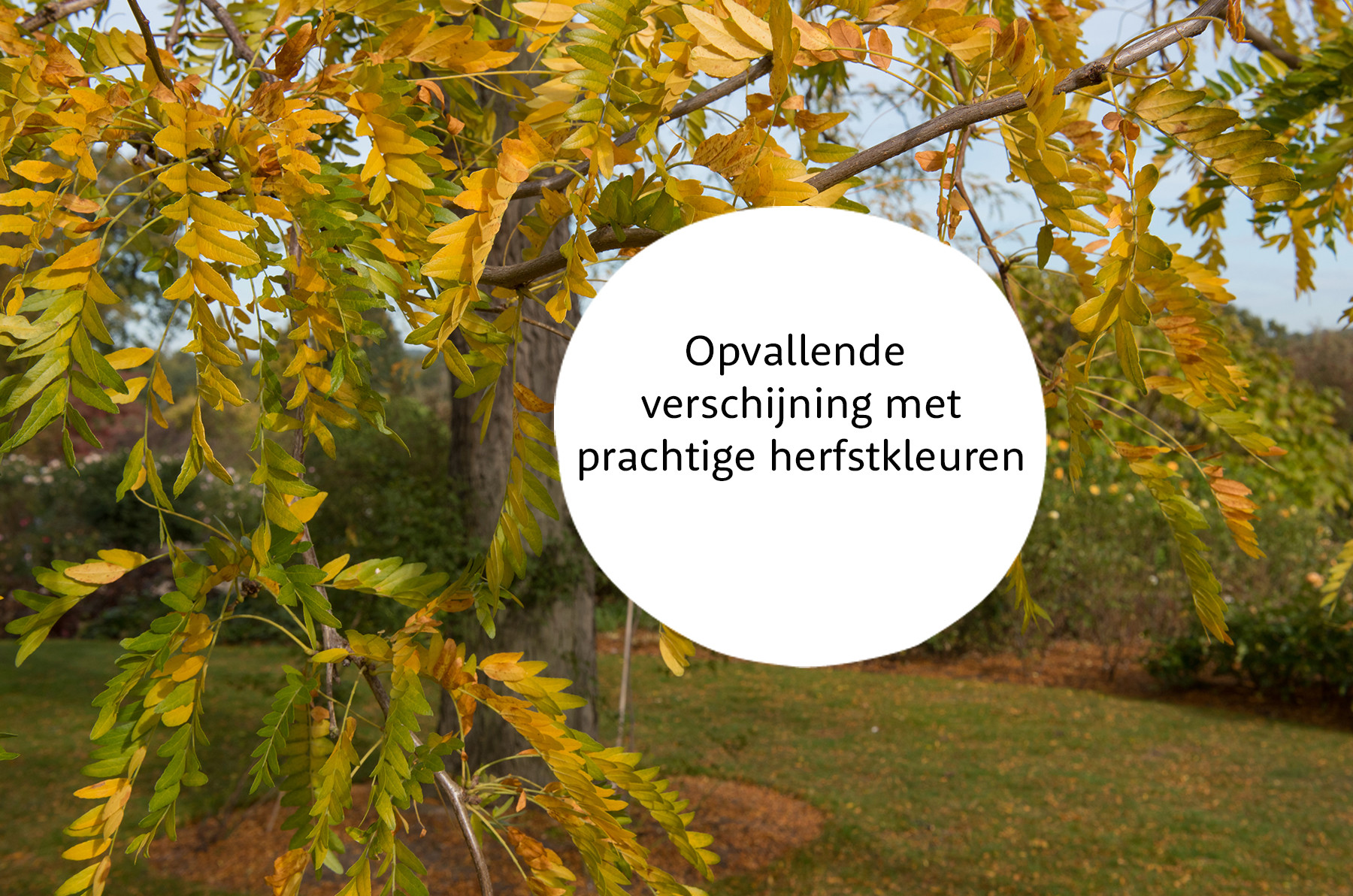 Christusdoorn familie
