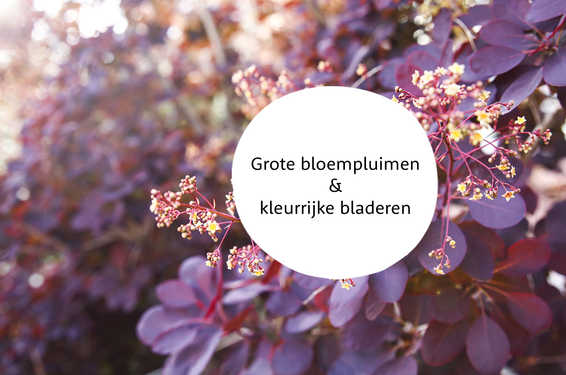 Cotinus familie