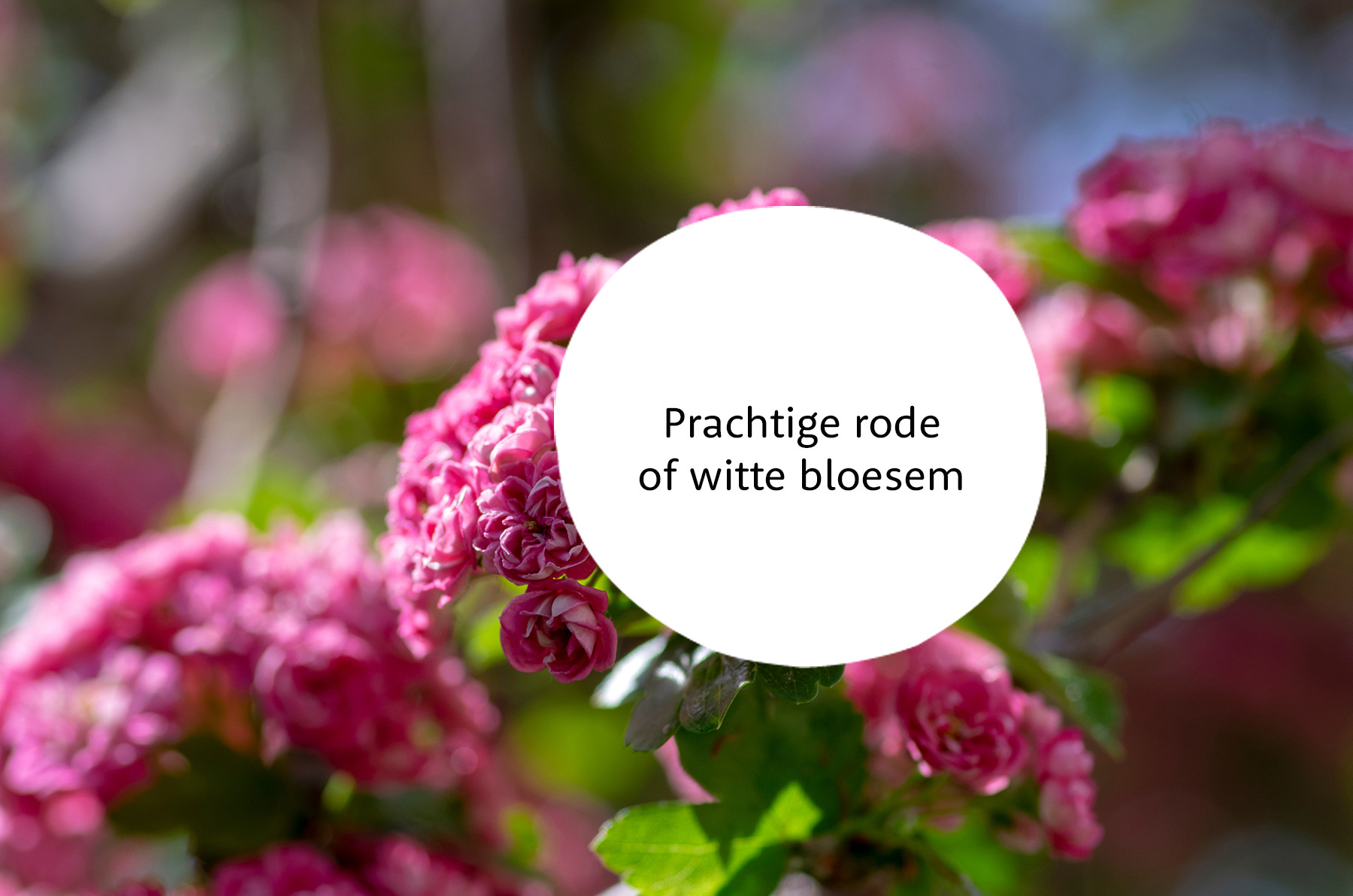 Crataegus familie