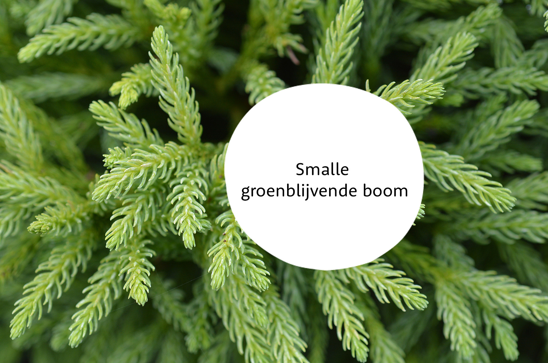 Cryptomeria familie