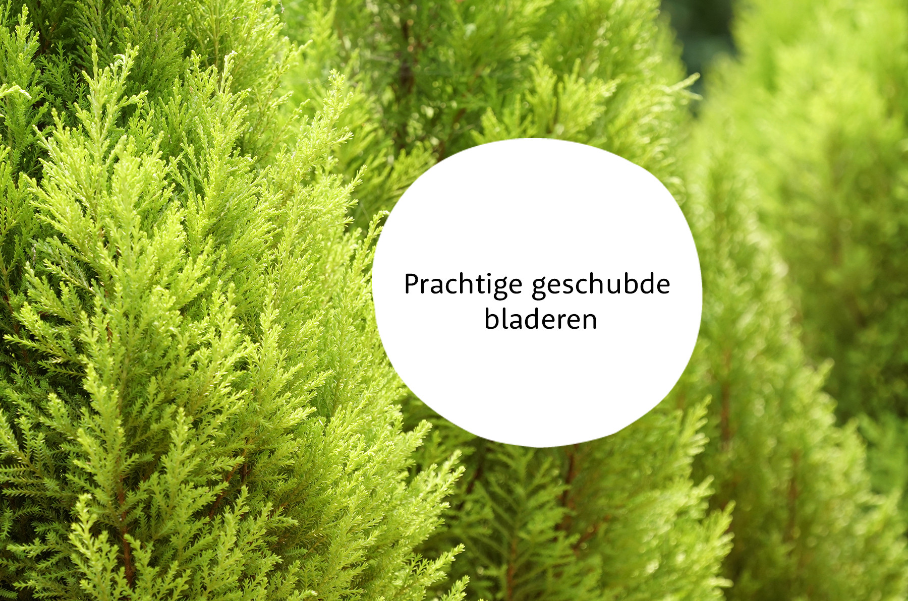 Cupressus familie