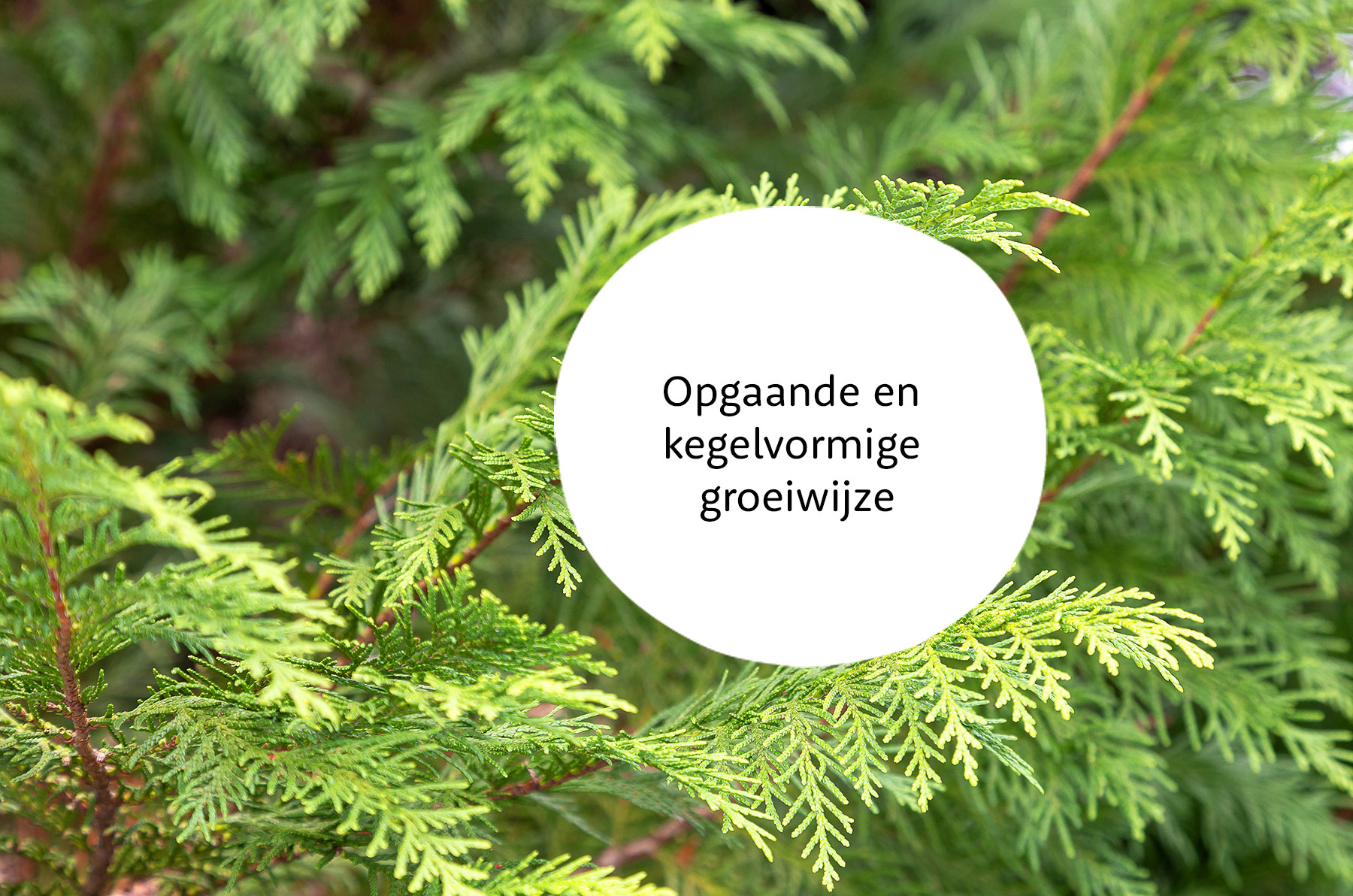 Dwergcipres familie