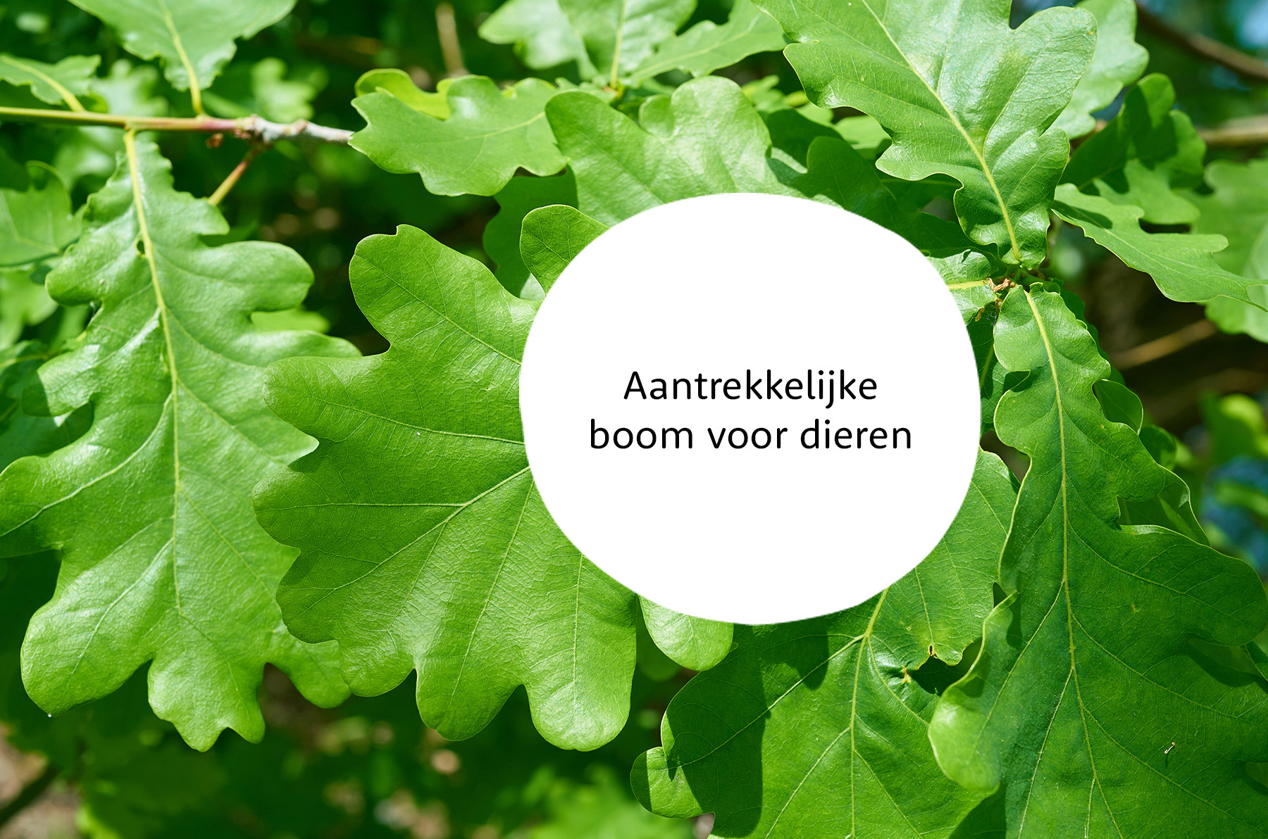 Eikenboom familie