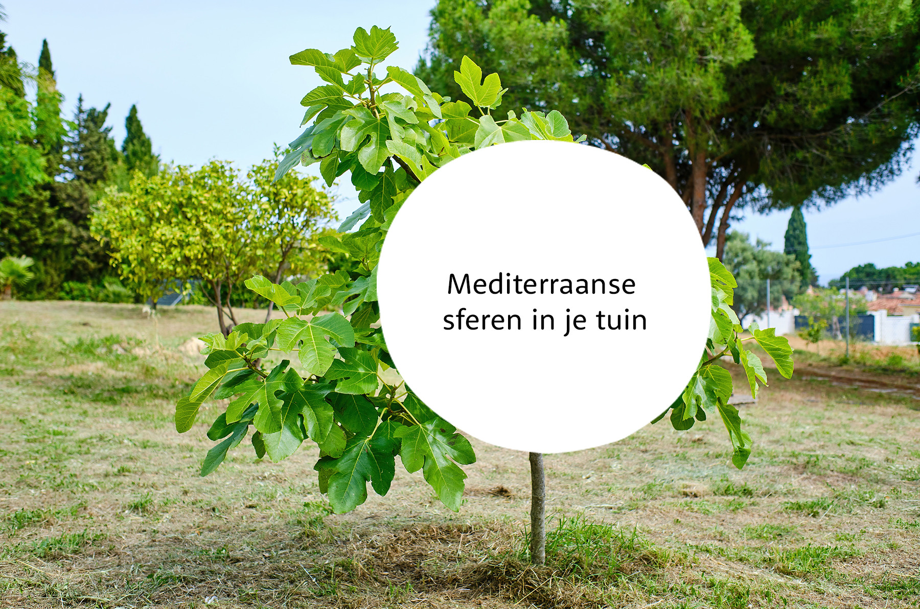 Ficus familie