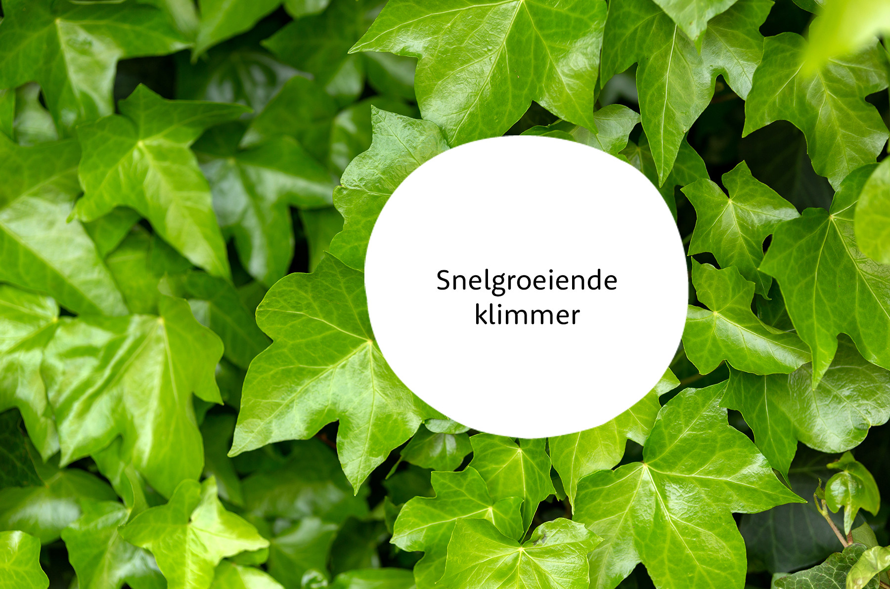 Hedera familie