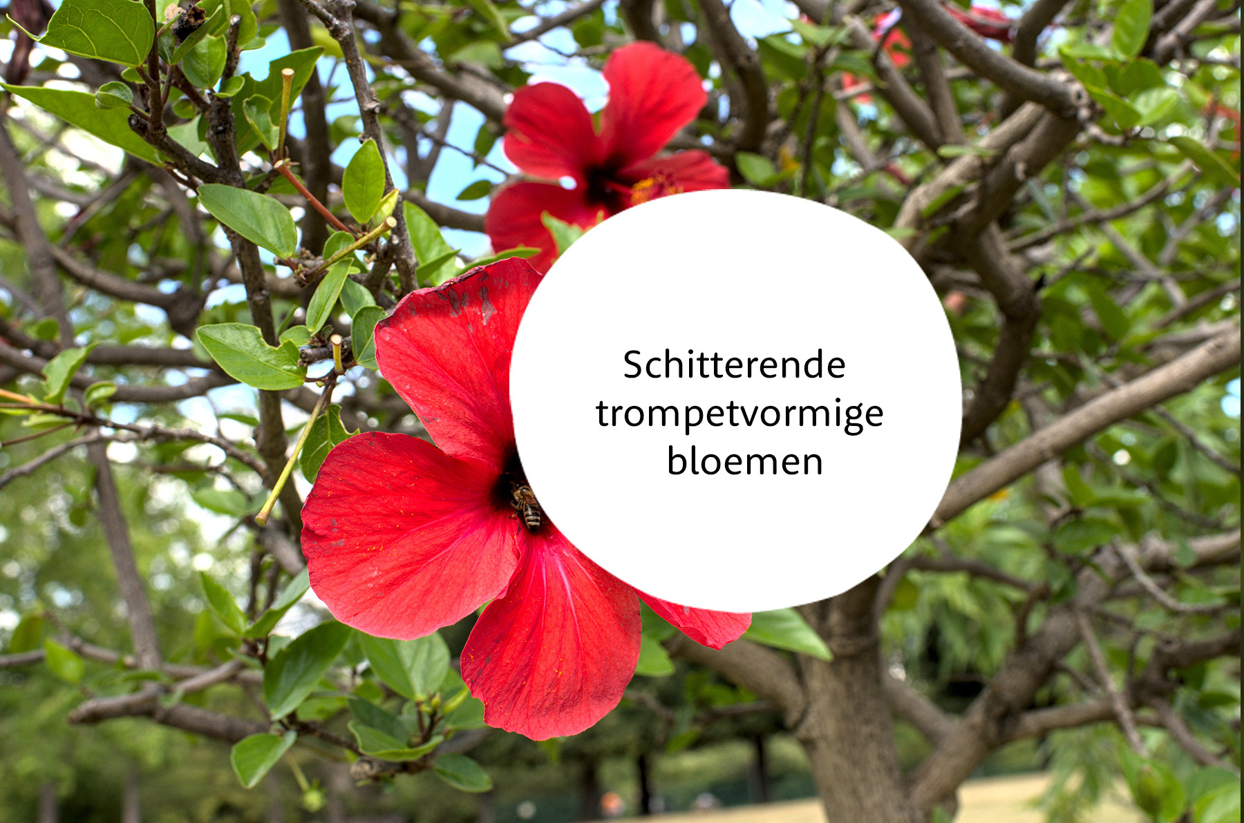 Hibiscus familie