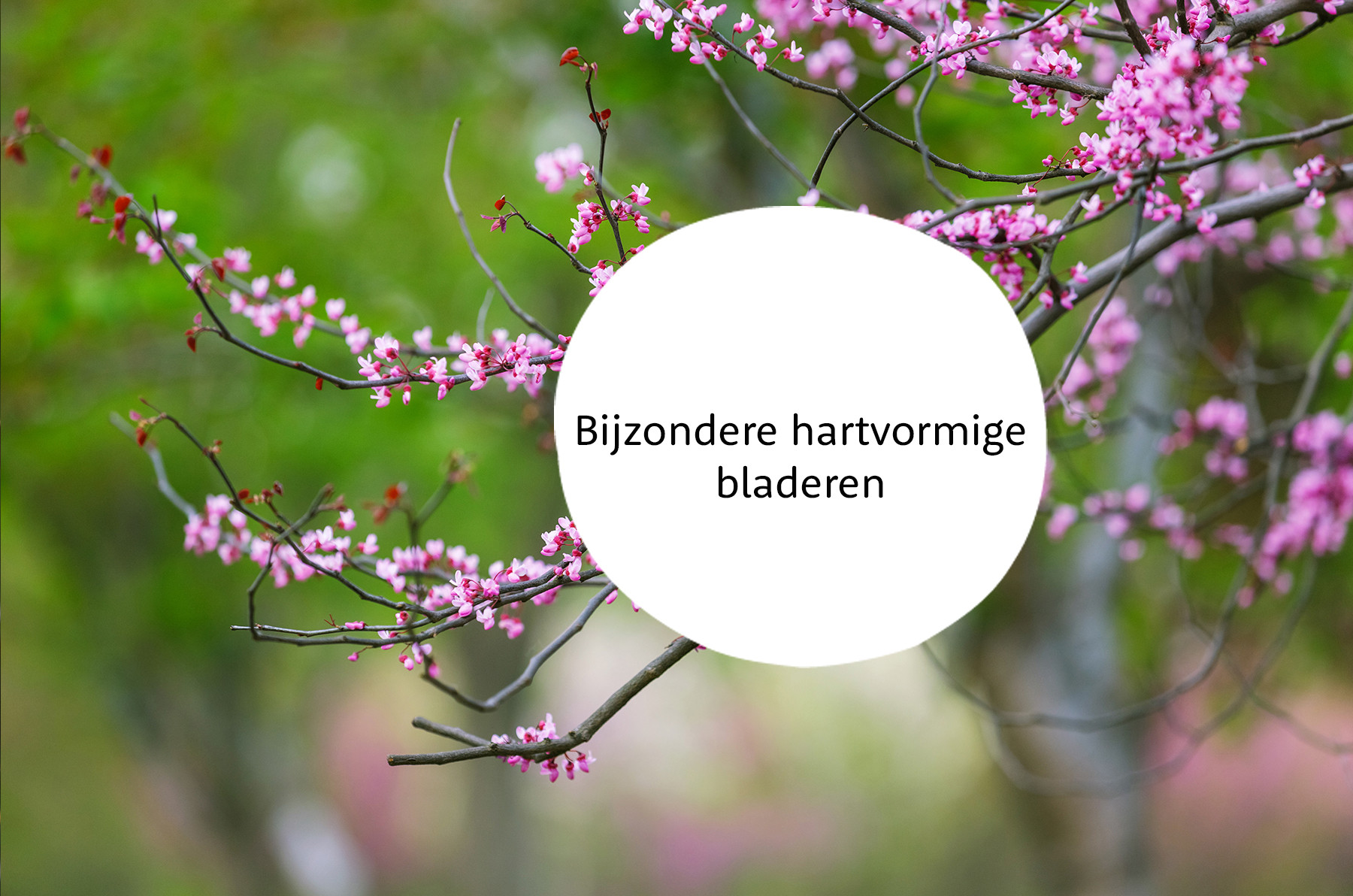 Judasboom familie