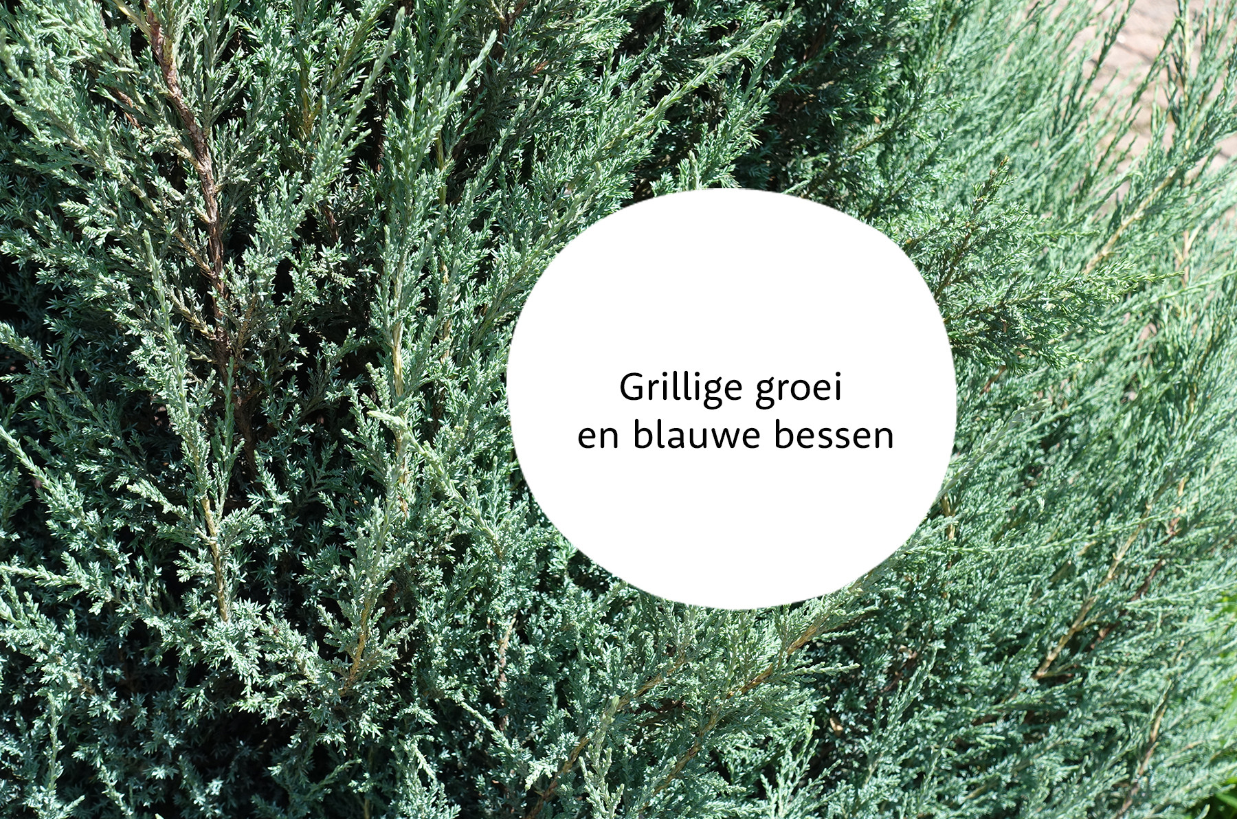 Juniperus familie