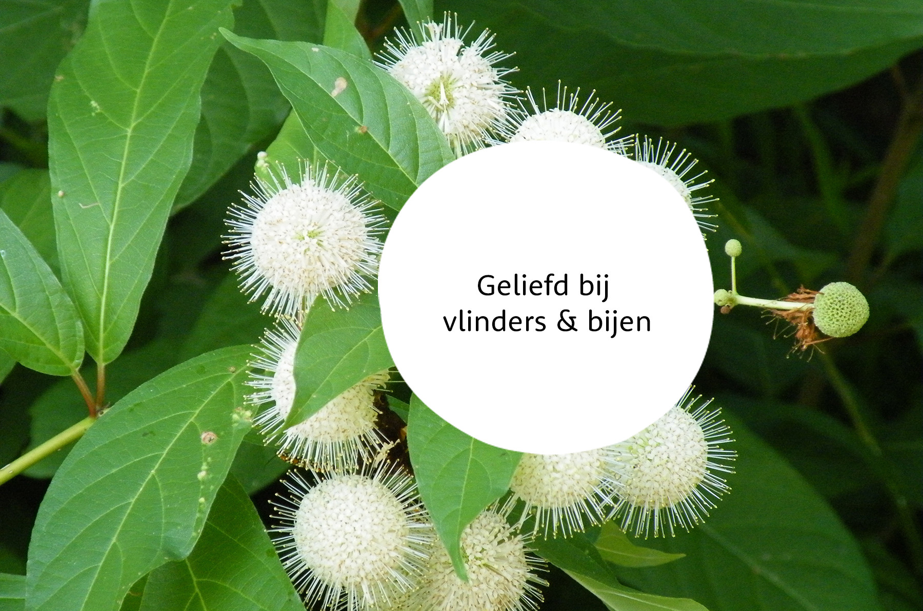 Kogelbloem familie