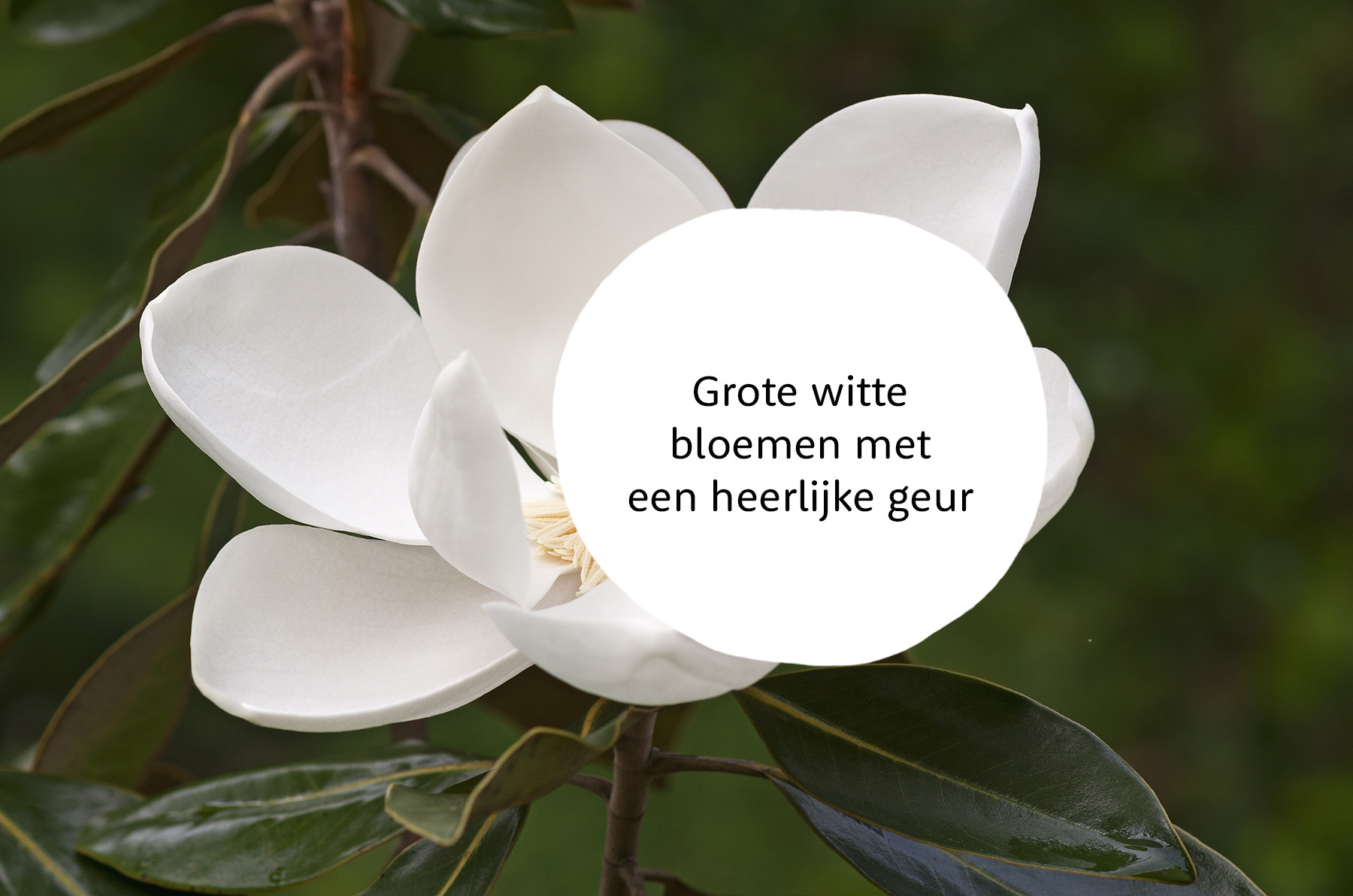 Magnolia grandiflora familie