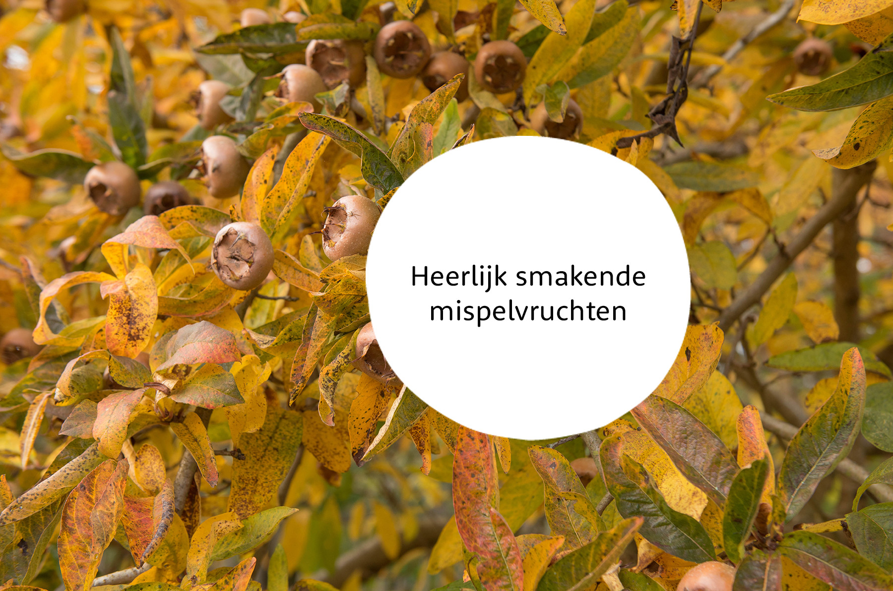 Mespilus familie
