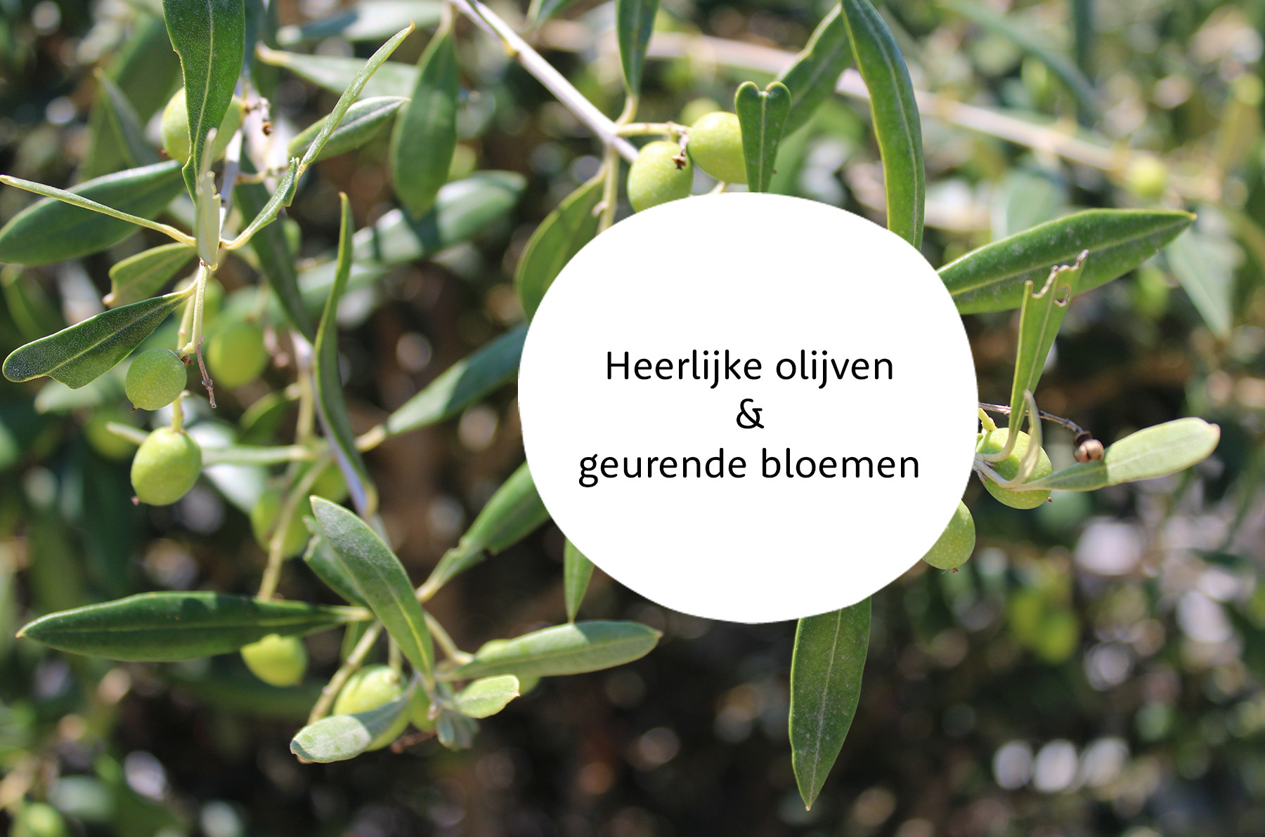 Olea familie