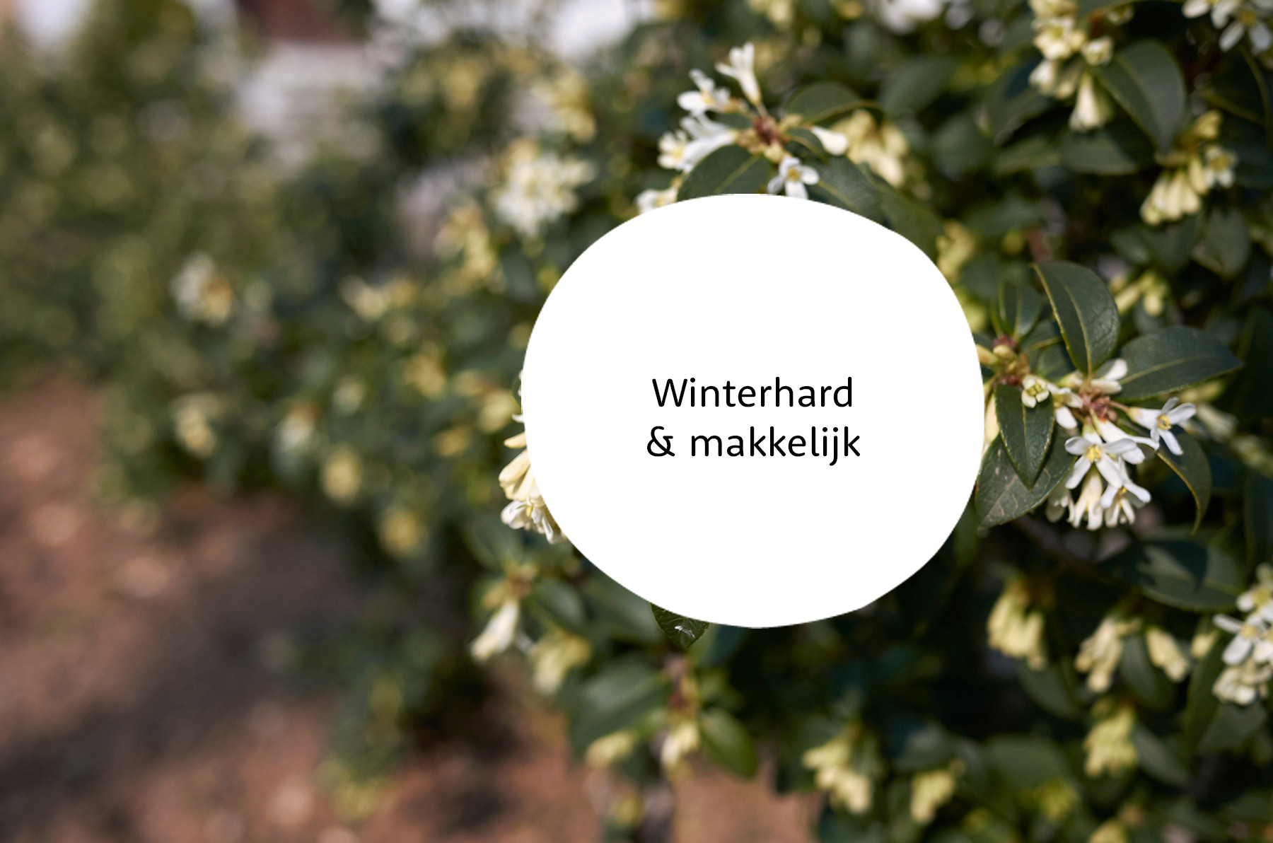 Osmanthus familie