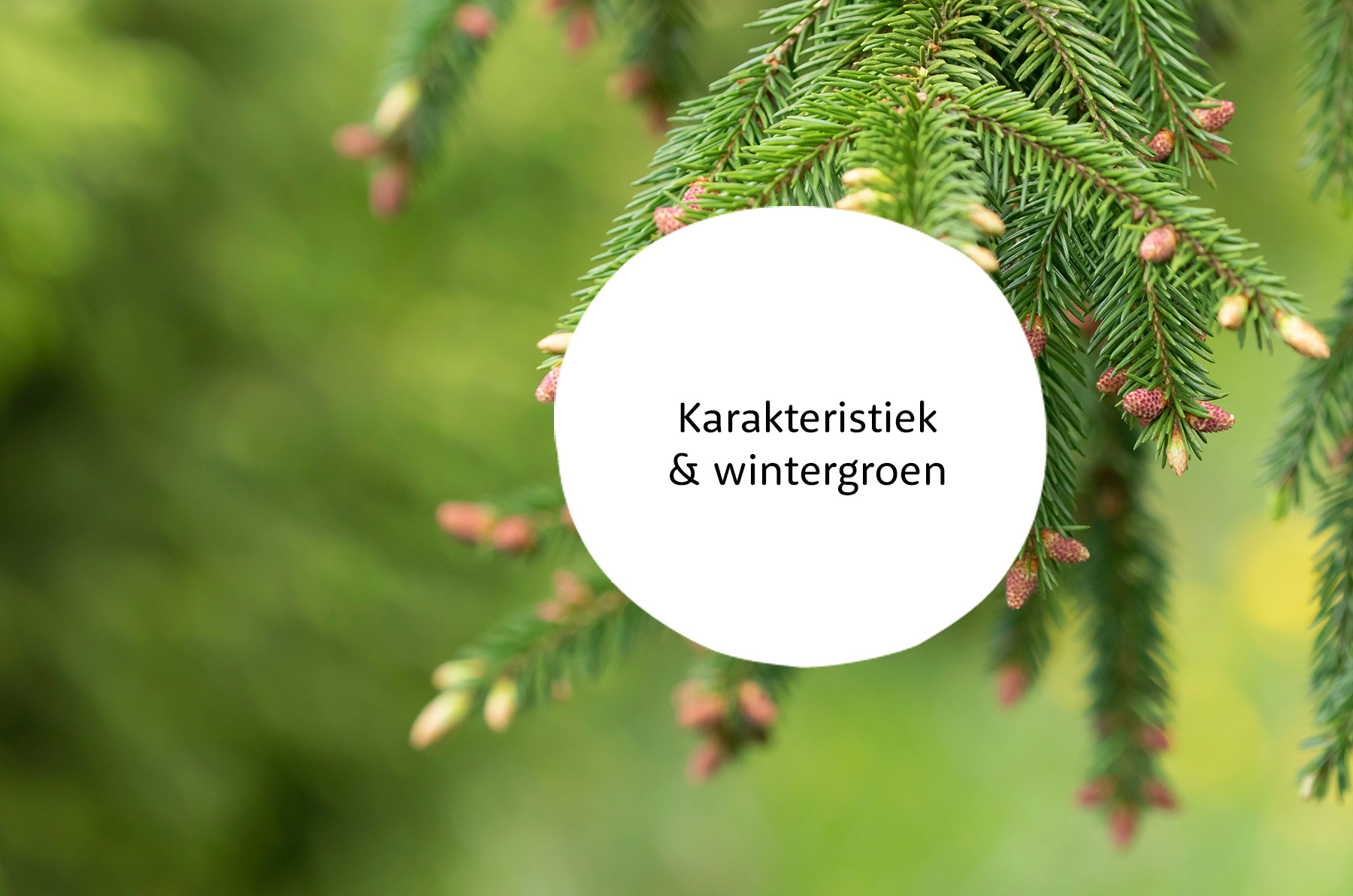 Picea familie