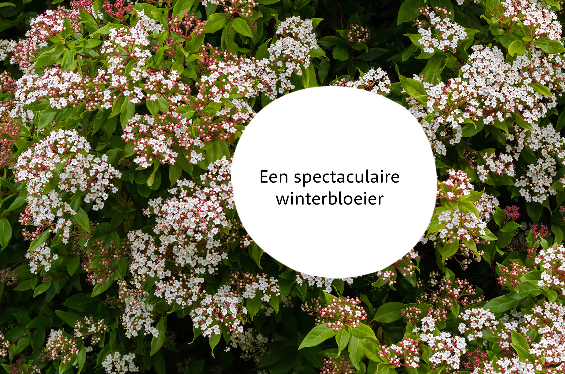 Viburnum familie