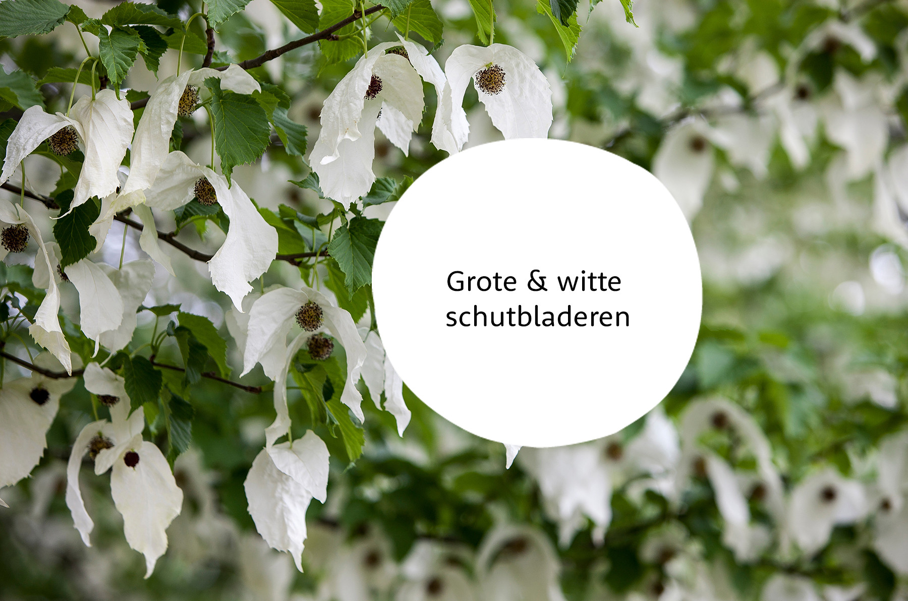 Zakdoekenboom familie