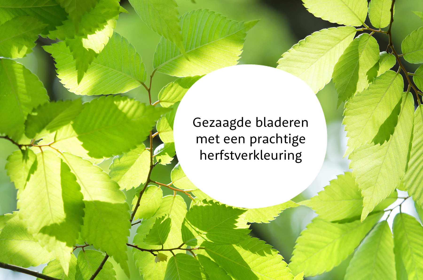 Zelkova familie