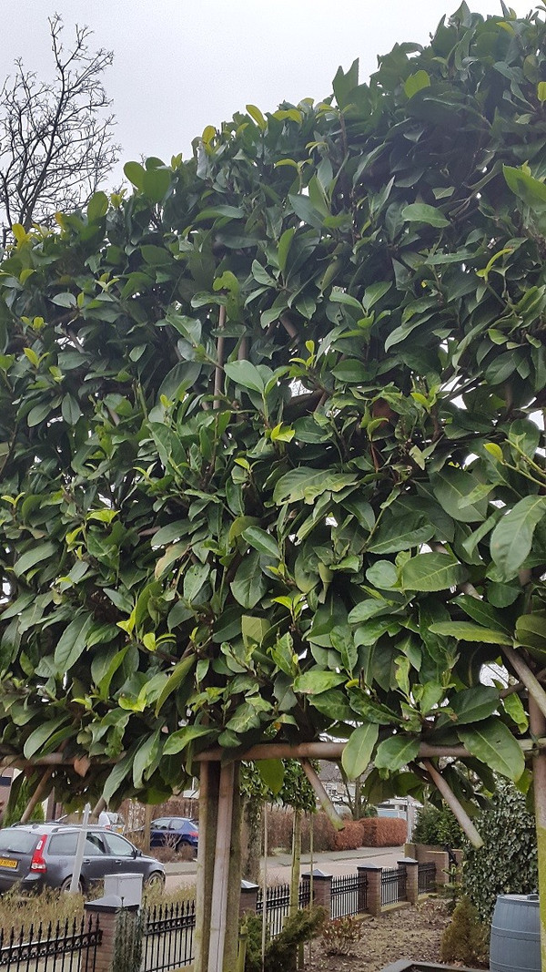 xanadu philodendron Xanadu Philodendron main image 1