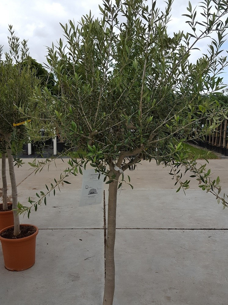 Olivenbaum toskanisch  kaufen Mediterrane 