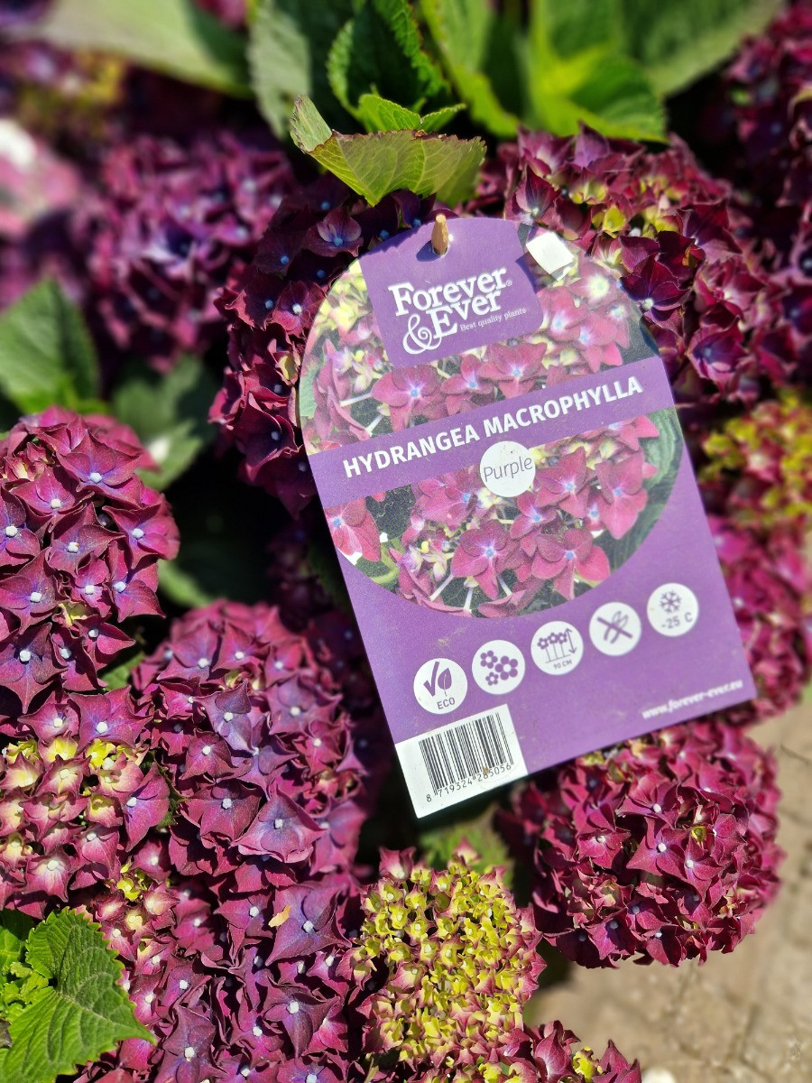 Hortensia Forever&Ever Purple