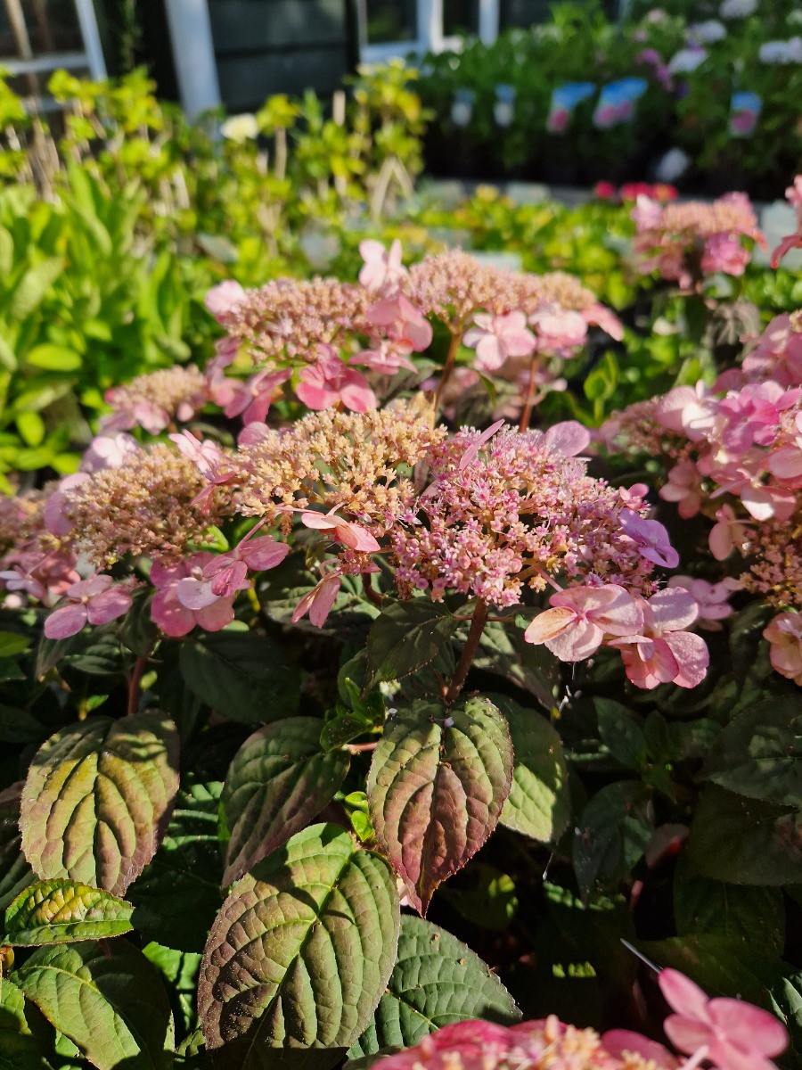 Hortensia 'Pink Petticoat'