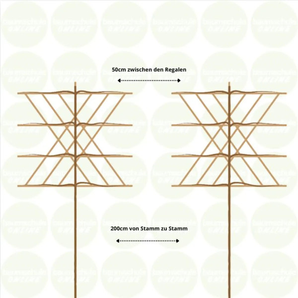Glanzmispel Spalier | Photinia Red Robin | Baumschuleonline