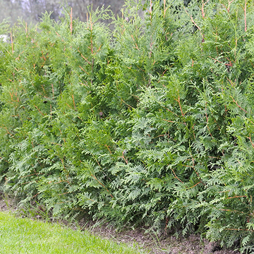 Aanplantservice Coniferen Aanplantservice Coniferen