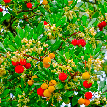 Erdbeerbaum Erdbeerbaum