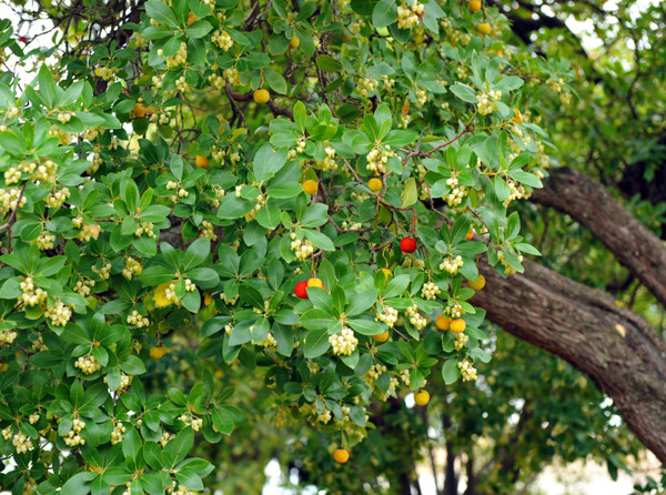 Erdbeerbaum | Arbutus unedo | Baumschuleonline